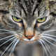 Image for article titled 'Cat Scratch' Bacteria Linked to Psychiatric Symptoms in People